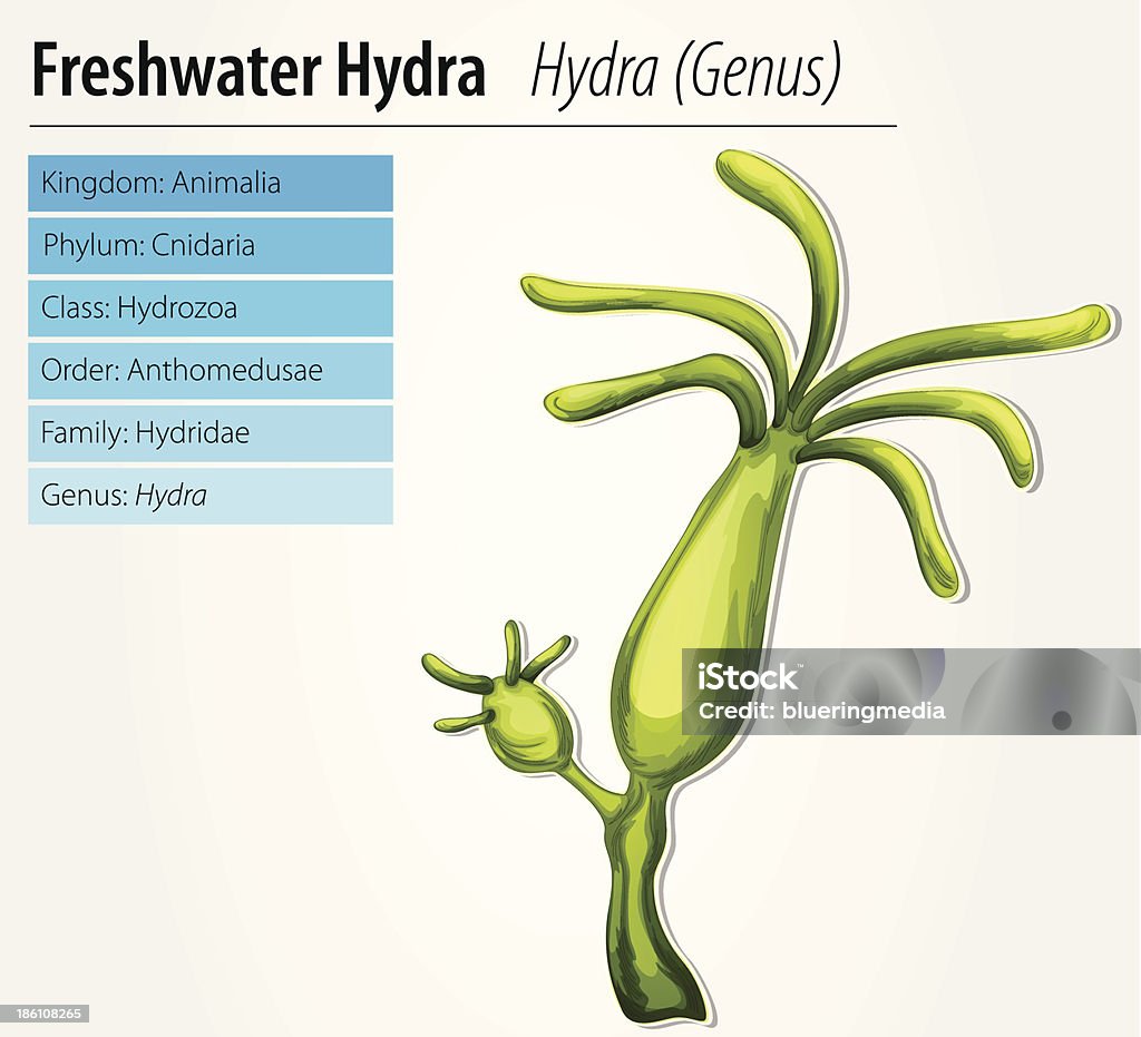Freshwater hydra - Lizenzfrei Asexuellle Fortpflanzung Vektorgrafik