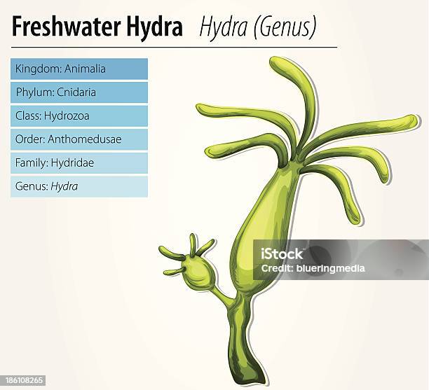 Ilustración de Hydra De Agua Dulce y más Vectores Libres de Derechos de Agua dulce - Agua - Agua dulce - Agua, Animal, Biología