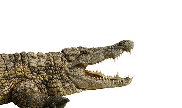 dangerous alligator stock photo