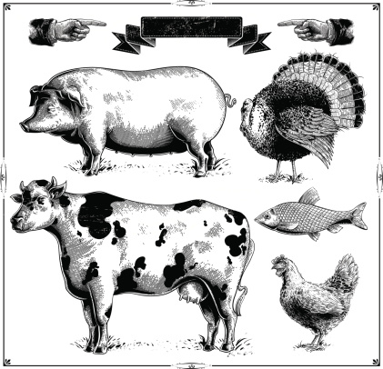 Domestic farm animals, (Pig, Turkey, Cow, Chicken, Fish.) vector .eps8