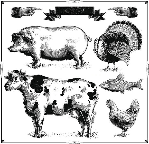 Farm Animals Domestic farm animals, (Pig, Turkey, Cow, Chicken, Fish.) vector .eps8 chicken bird illustrations stock illustrations