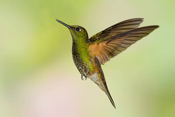 istock Male Buff-tailed Coronet Hummingbird, From the Left Side 186108617