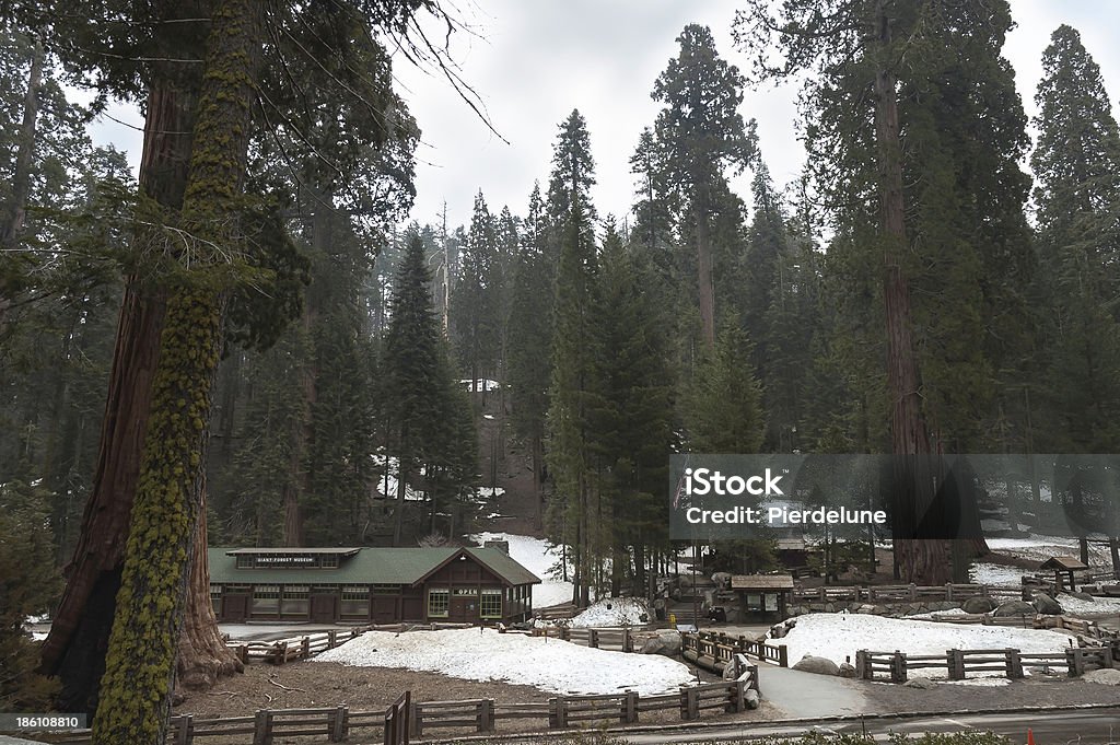 Giant Forest Museum Giant Forest Museum in Sequoia National Park, California, USA Forest Stock Photo