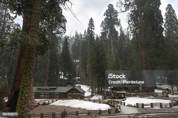 Giant Forest Museum Stock Photo - Download Image Now - Forest, Museum, Sequoia Tree