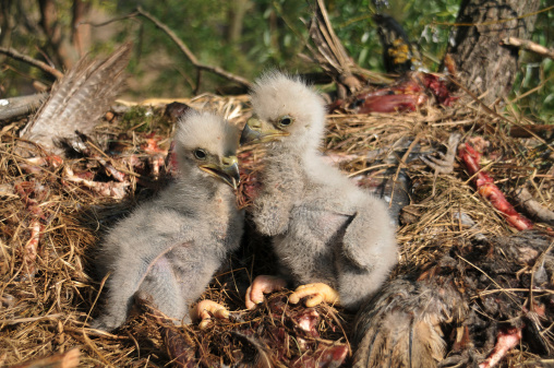 Young Eagle Chick in Nest