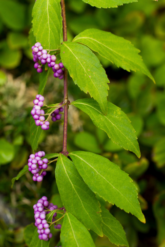 Japanese Beautyberry, or Callicarpa Japonica, is an ornamental tree native to Japan.