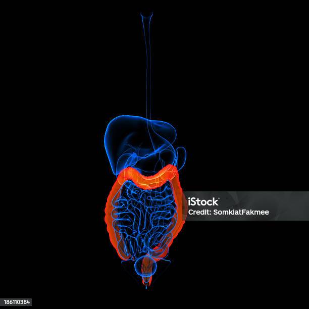 Układ Pokarmowy Jelito Grube Czerwony Kolorwidok Z Przodu - zdjęcia stockowe i więcej obrazów Anatomia człowieka