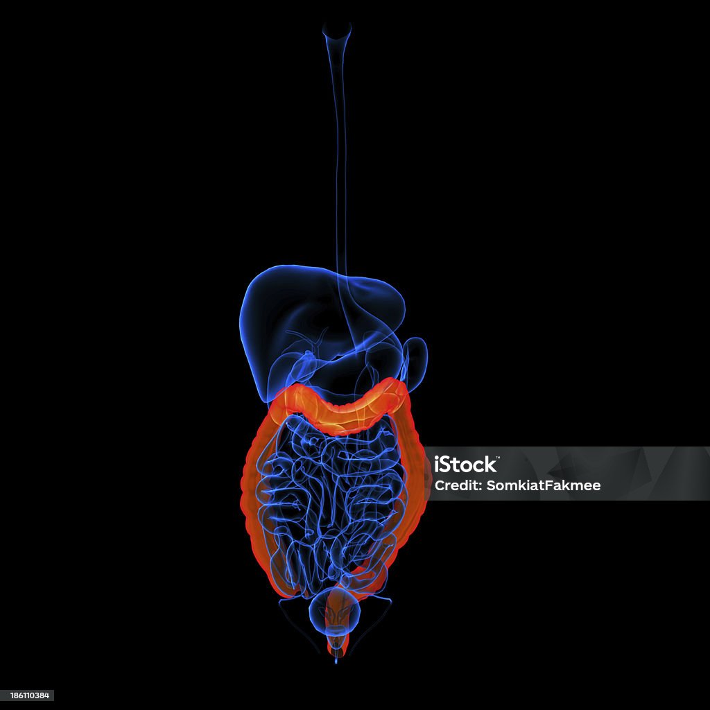 Sistema Digestivo Humano intestino grosso vermelho colorida-Vista Frontal - Royalty-free Abdómen Foto de stock