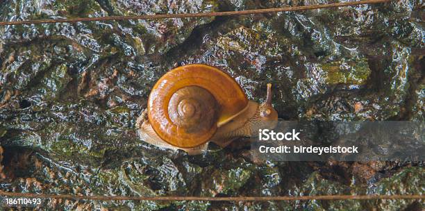 Weinbergschnecke Stockfoto und mehr Bilder von Braun - Braun, Fotografie, Hinauf bewegen