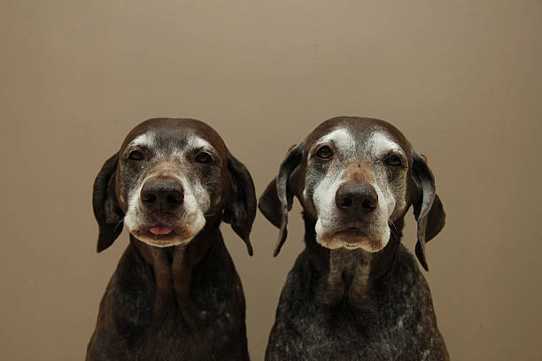 Senior pointer Sisters, almost 13 years old stock photo
