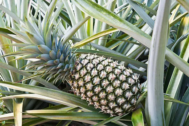 Close-up of green pineapple in  the field