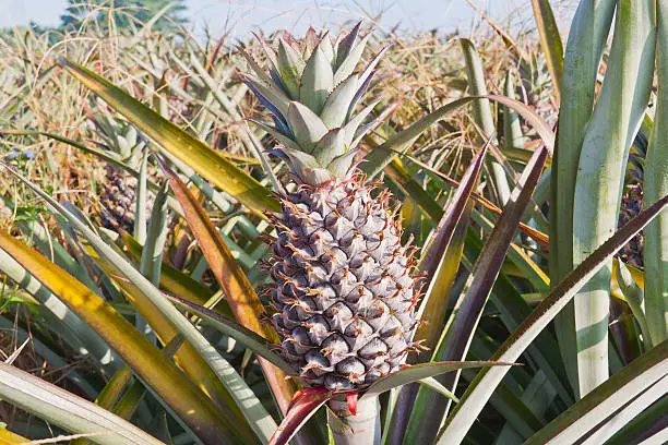 Close-up of red pineapple in  the field