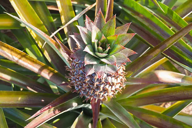 Close-up of sucker of red pineapple in  the field