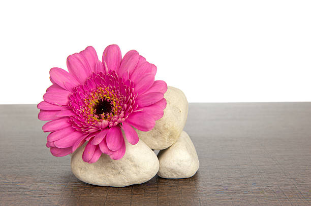 istock Pile of white stones ornate with pink gerbera 186111248