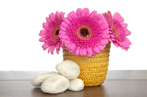 istock Pink Gerbera in yellow basket and white rocks 186111251
