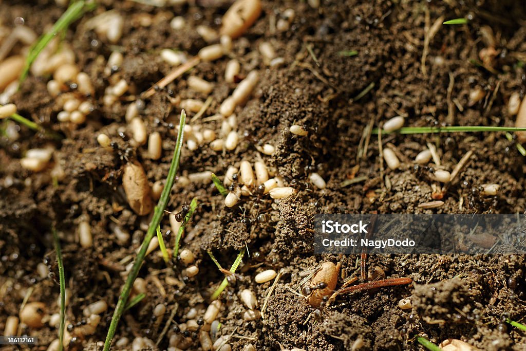 ant 에그스 - 로열티 프리 개미 스톡 사진