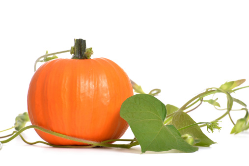 pumpkin with vine isolated on white background