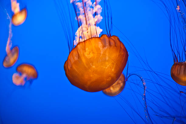 istock jelly fish in the blue ocean 186112587