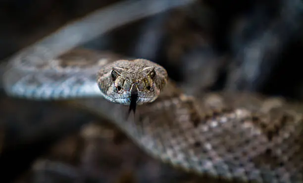 Close up of a Diamondback Rattlesnake
