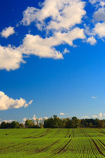 Bell campo - foto stock