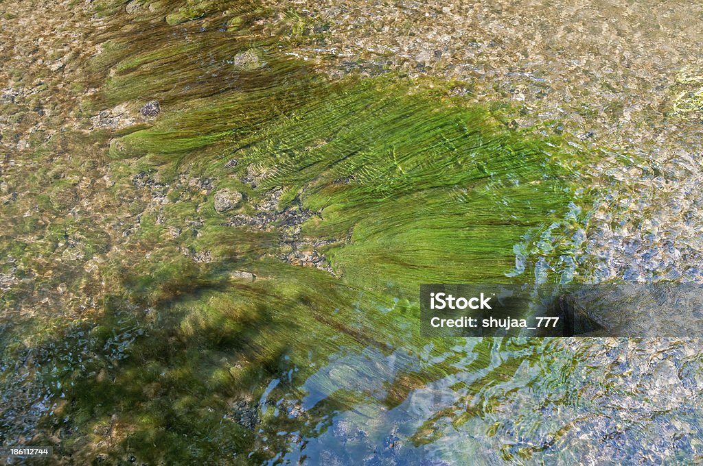 Rechteckige grüne und braune Algen unter Wasser, die von stream - Lizenzfrei Alge Stock-Foto