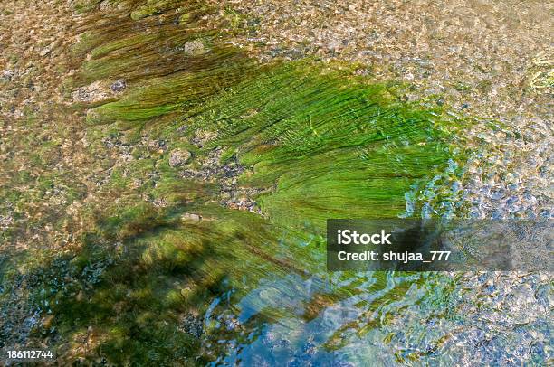 Rechteckige Grüne Und Braune Algen Unter Wasser Die Von Stream Stockfoto und mehr Bilder von Alge