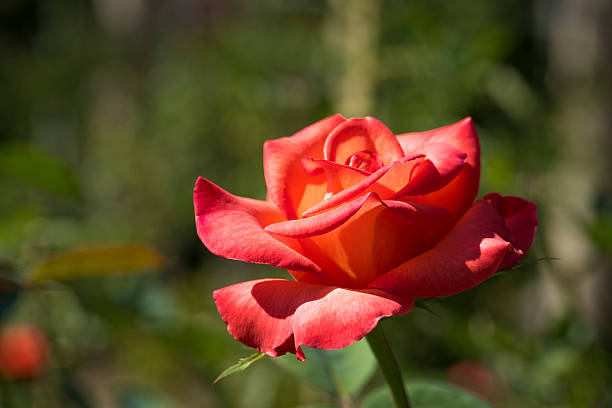 Isolated Rose in a Garden stock photo