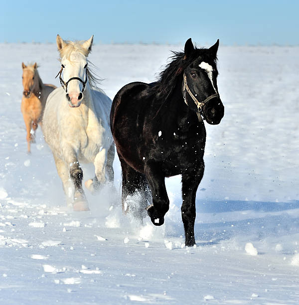 istock Horse 186112826