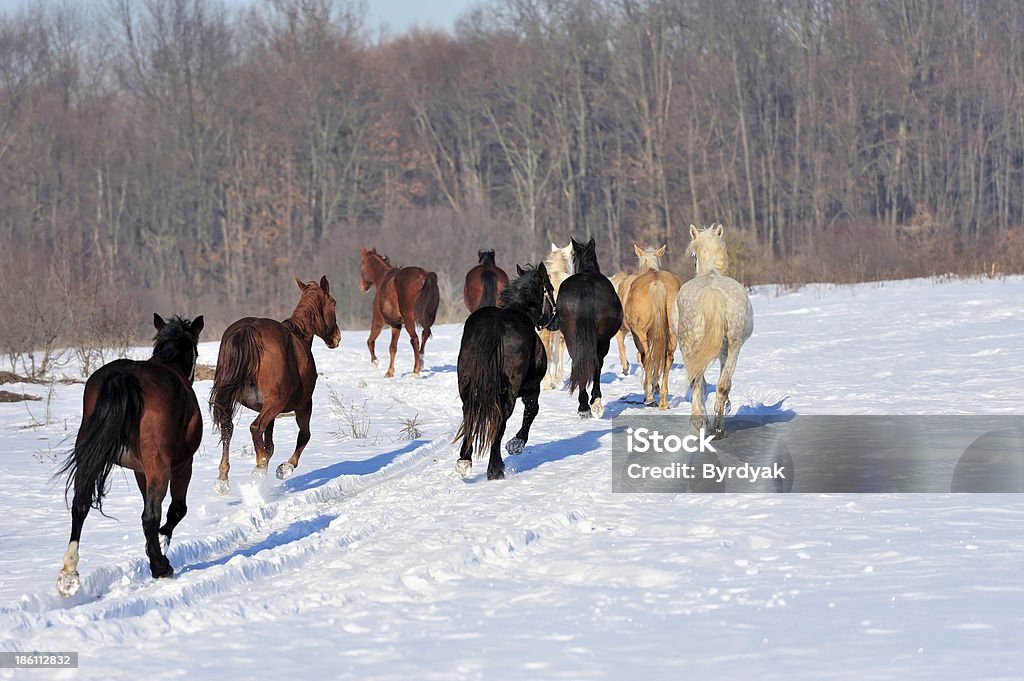 Horse Horse runs gallop on the winter field Active Lifestyle Stock Photo