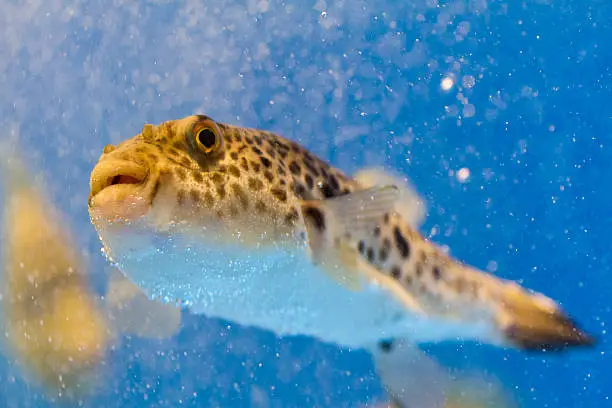 Blowfish, or Fugu, swimming.
