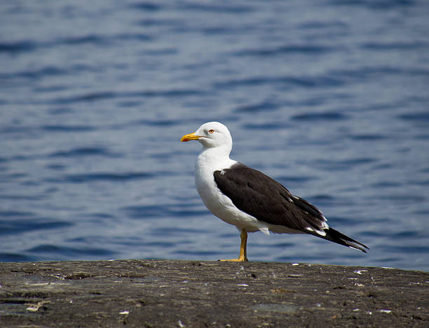 istock Seagull in the water 186113110