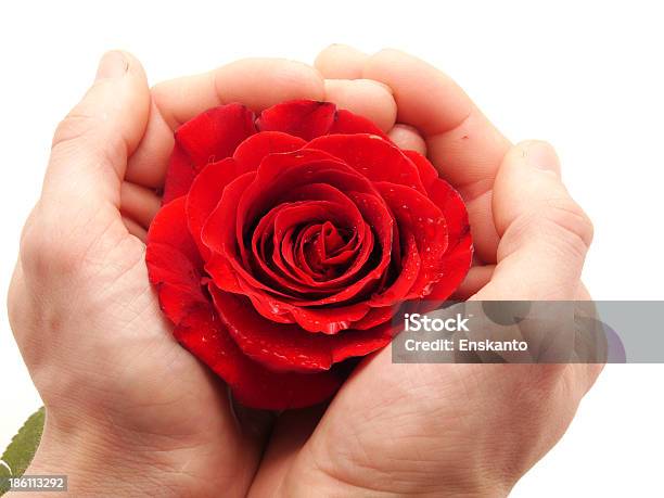 Rose E Il Braccio Su Sfondo Bianco - Fotografie stock e altre immagini di Adulto - Adulto, Arto - Parte del corpo, Arto umano