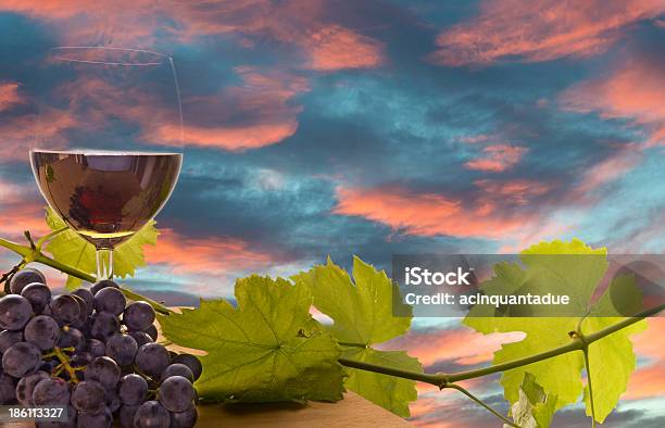 Wine Grape And Grapevine At Sunset Stock Photo - Download Image Now - Agriculture, Alcohol - Drink, Autumn