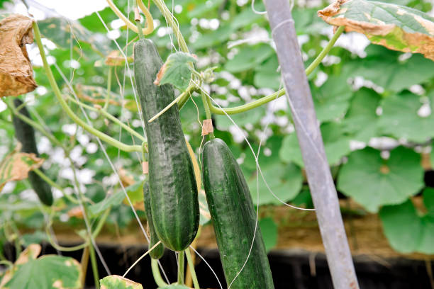 istock Cultivation of cucumbers 1861133459