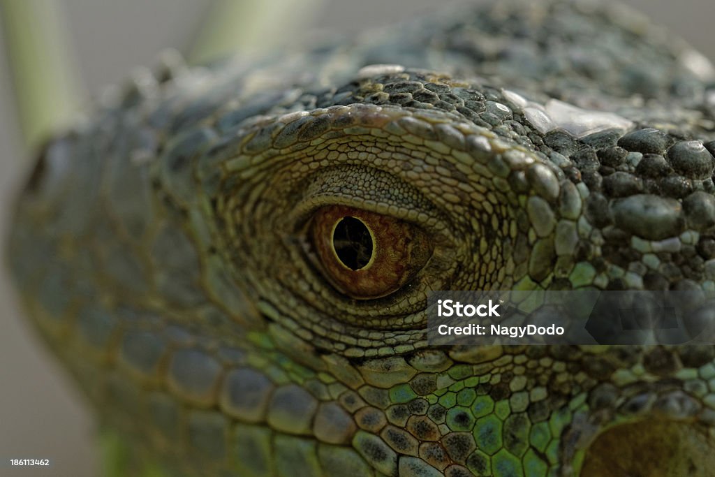 Olho de iguana Verde - Foto de stock de Amarelo royalty-free