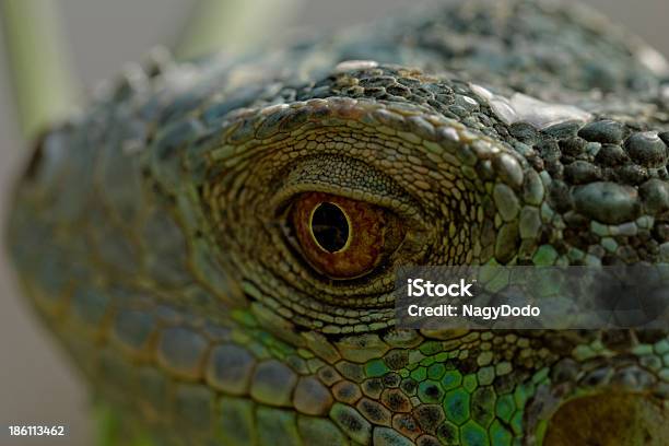 Foto de Olho De Iguana Verde e mais fotos de stock de Amarelo - Amarelo, Animal, Animal de estimação