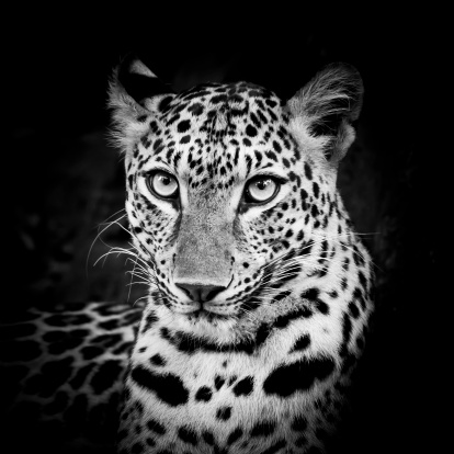 Black and White Leopard Portrait