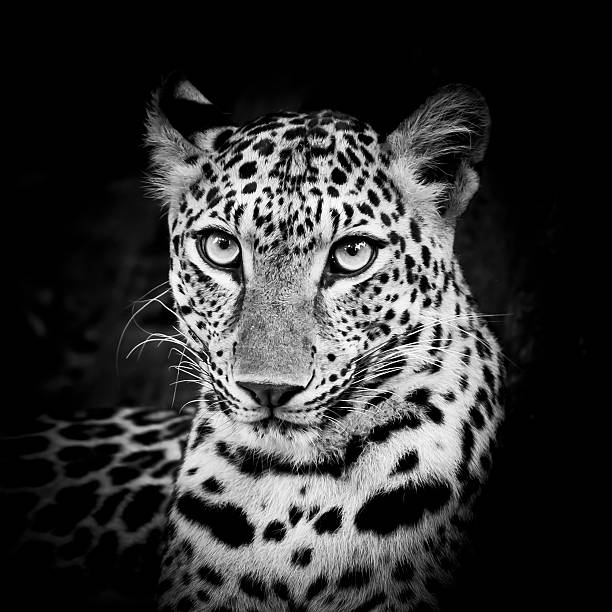 preto e branco retrato de leopardo - transvaal imagens e fotografias de stock