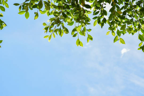 istock Ficus benjamina branches and leaves 1861136550
