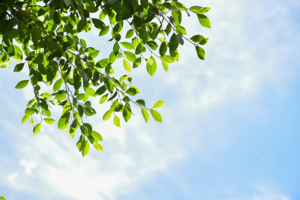 istock Ficus benjamina branches and leaves 1861137087