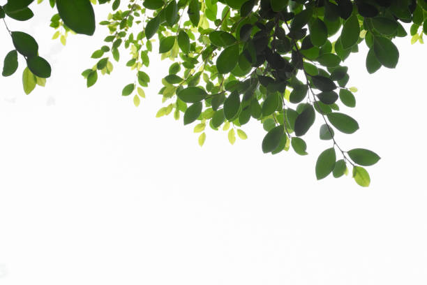 istock ficus benjamina branches and leaves 1861137124