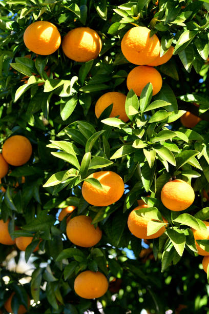 istock Japanese Summer Orange / Citrus natsudaidai 1861143417