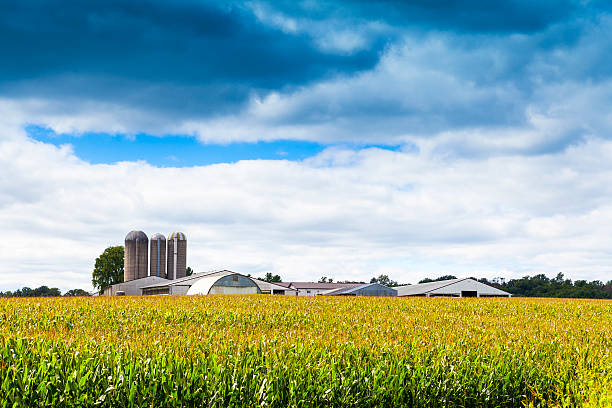 istock American Countryside Corn Field With Stormy Sky 186115074
