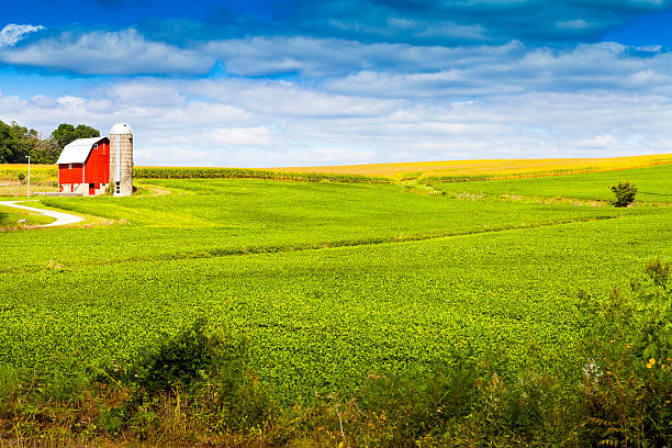 istock American Countryside Corn Field With Stormy Sky 186115085