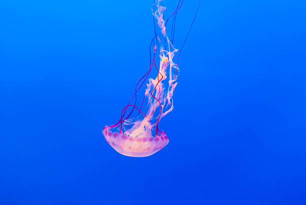 istock jelly fish in the blue sea 186115105
