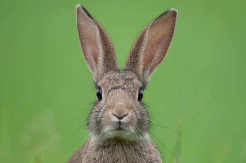 European rabbit (Oryctolagus cuniculus) close up of face