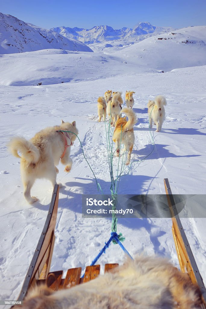 Hundeschlitten fahren - Lizenzfrei Grönland Stock-Foto