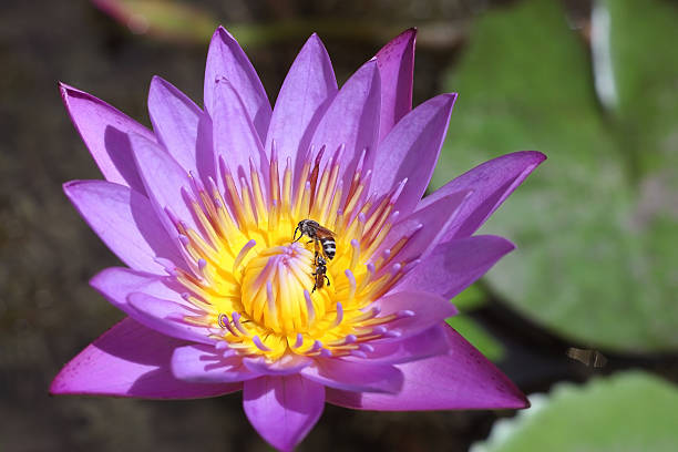 istock Purple Water Lily 186115484