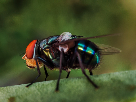 The common green bottle fly (Lucilia sericata) is a blowfly found in most areas of the world and is the most well-known of the numerous green bottle fly species. Its body is 10–14 mm (0.39–0.55 in) in length – slightly larger than a house fly – and has brilliant, metallic, blue-green or golden coloration with black markings. It has short, sparse, black bristles (setae) and three cross-grooves on the thorax. The wings are clear with light brown veins, and the legs and antennae are black.