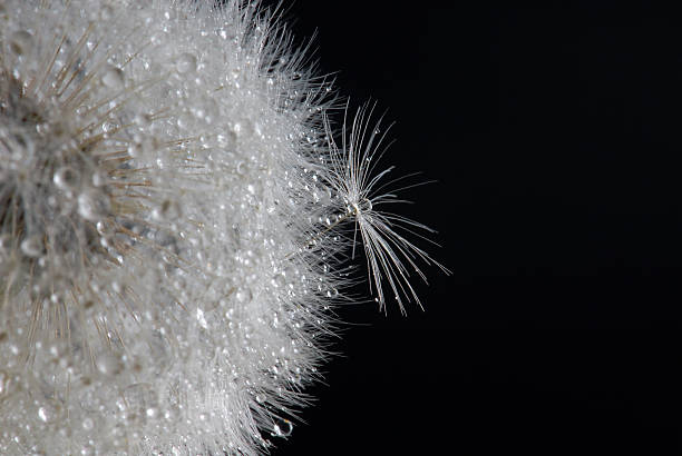 istock Dandelion with drops of water 186115627